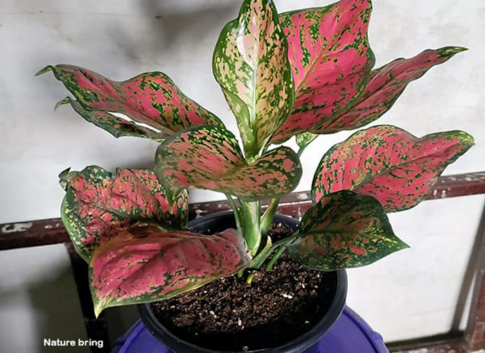 Aglaonema