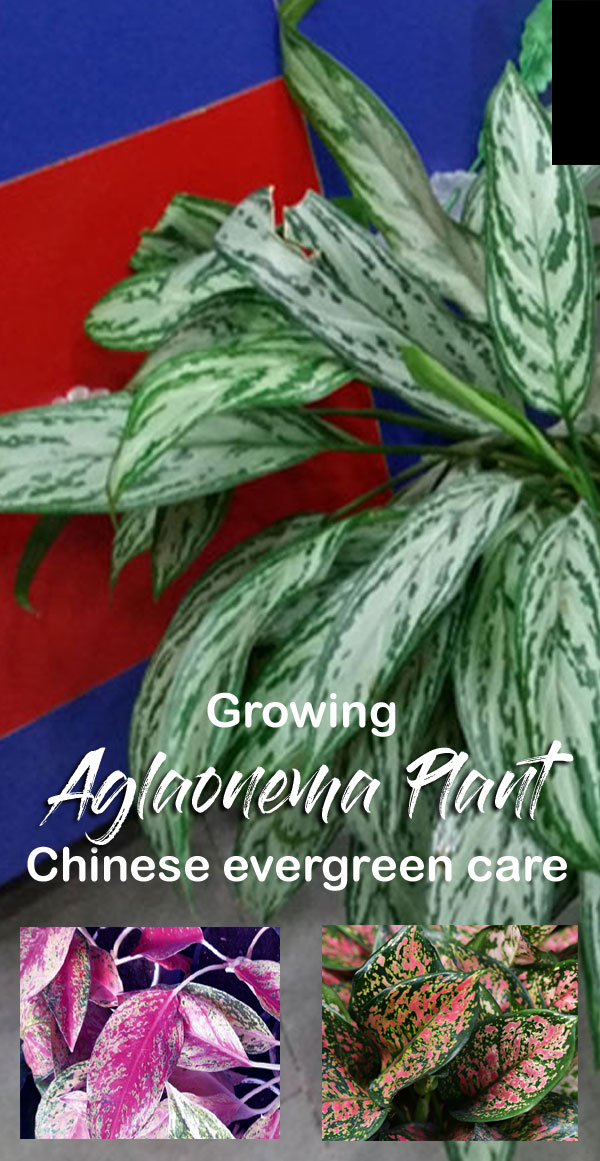 Aglaonema Plant | Chinese evergreen