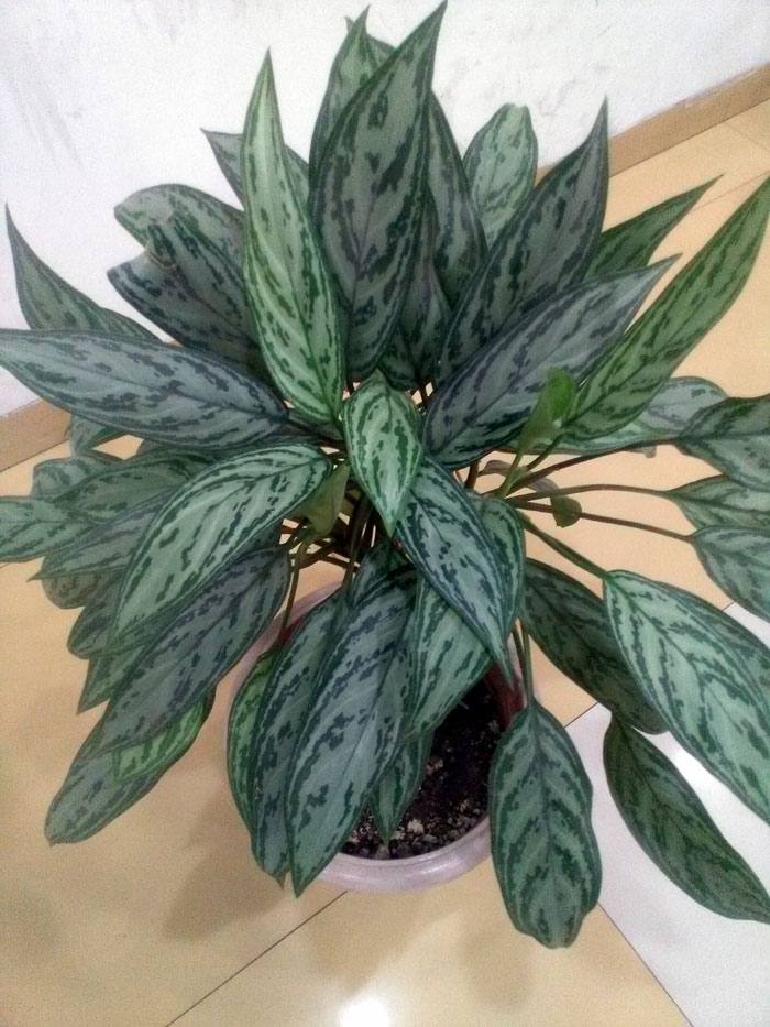 Chinese evergreen care