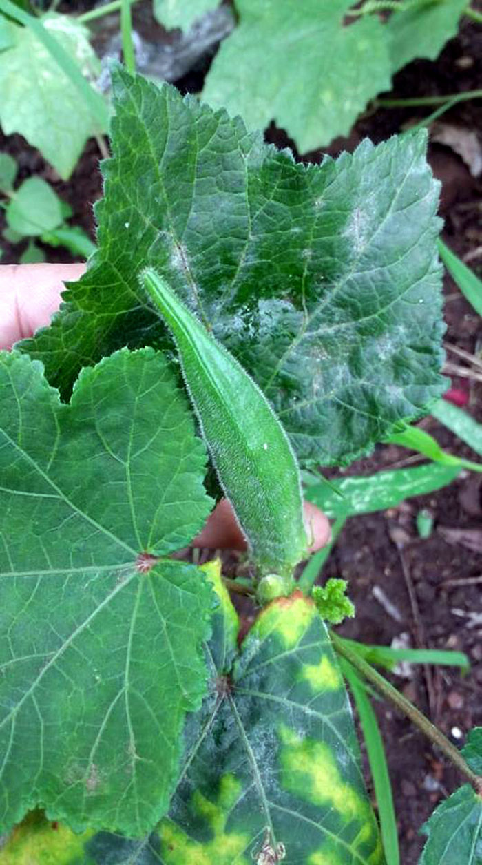 okra in pots