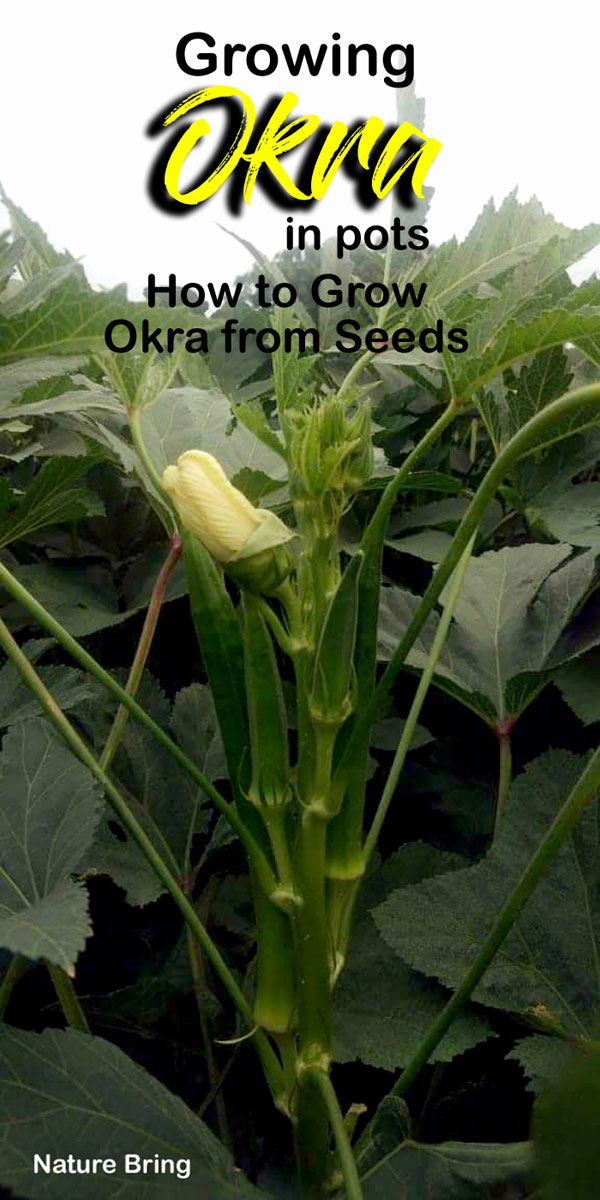 Growing Okra in Pots | Okra seeds