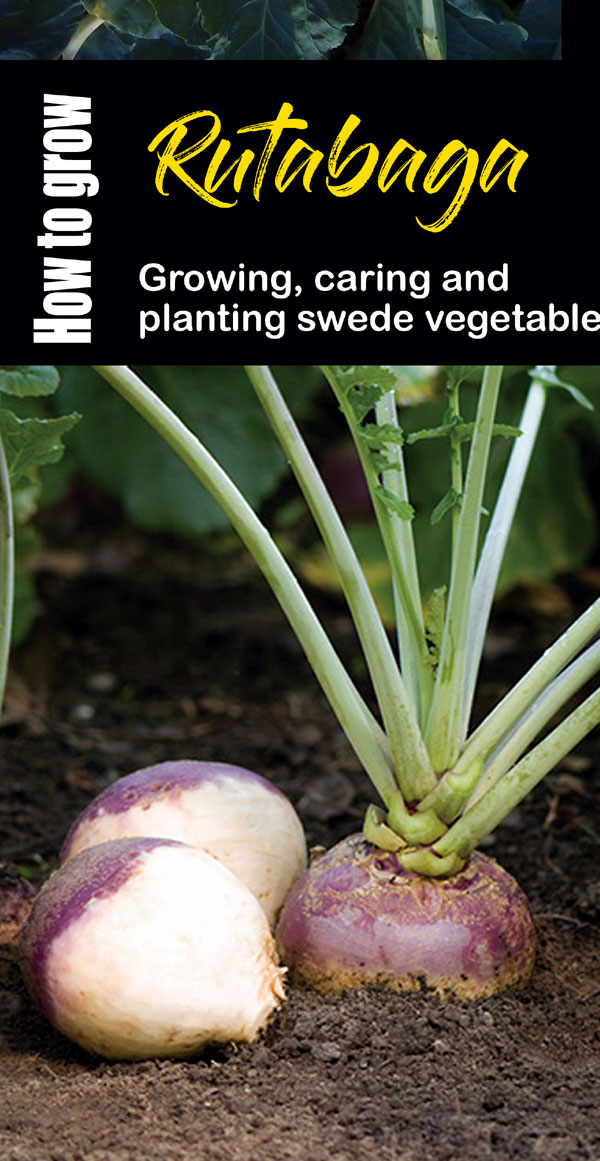 Rutabaga | swede vegetable | growing rutabaga