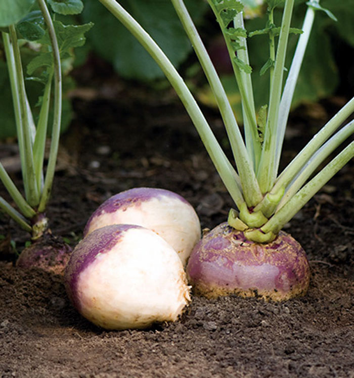 Rutabaga | swede vegetable