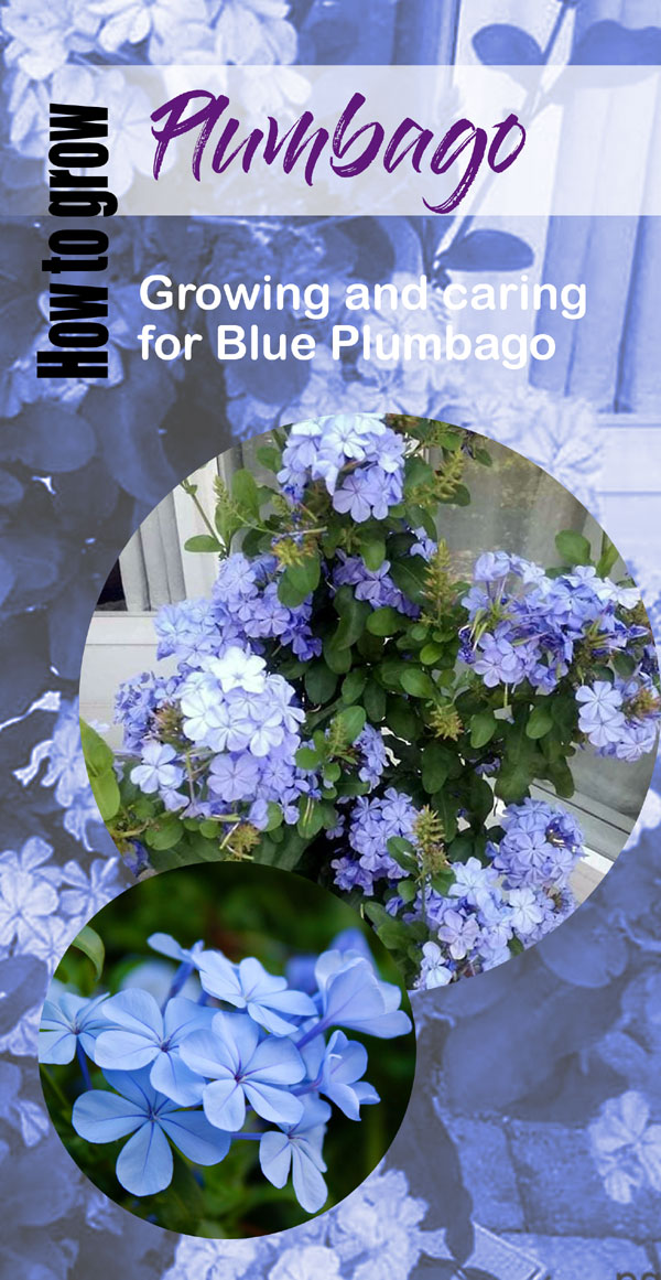 Plumbago auriculata | skyflower