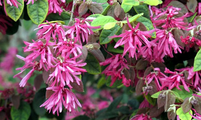 loropetalum chinense