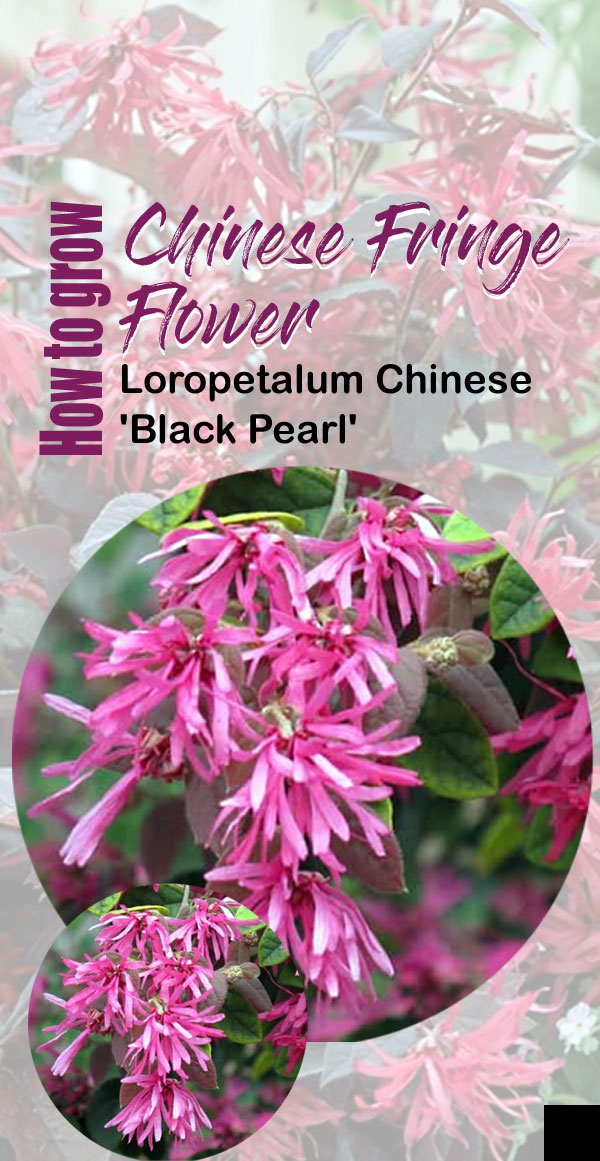 Chinese Fringe Flower | crimson fire loropetalum