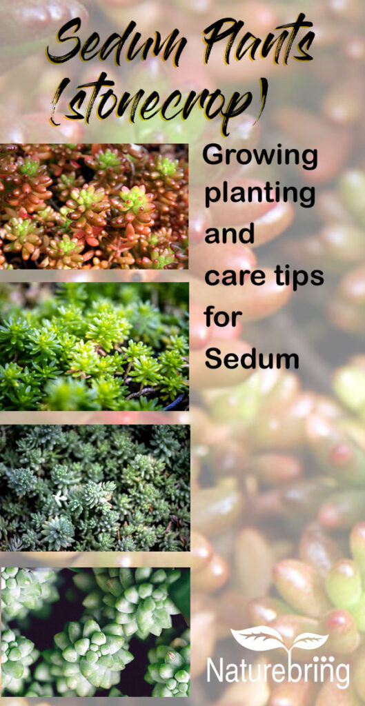 Sedum Plants (stonecrop) | Growing, planting and care tips - Naturebring