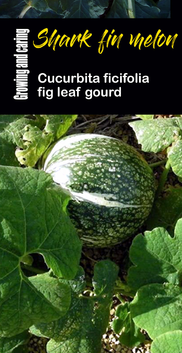 fig leaf gourd | malabar gourd