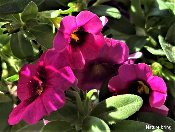 Calibrachoa Plant (million bells)