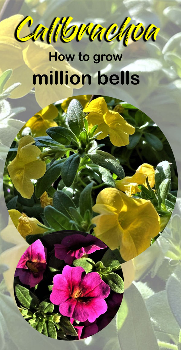 How to grow Calibrachoa Plant