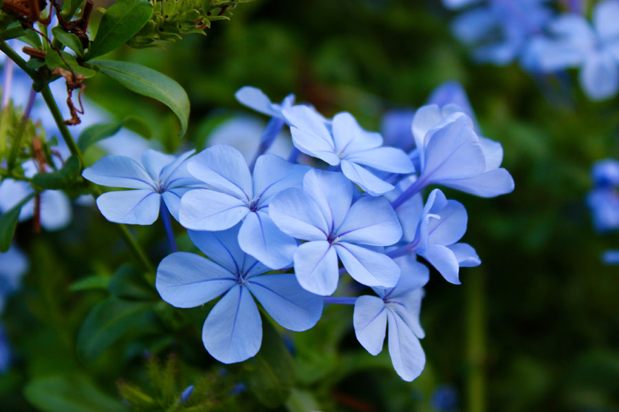 Plumbago plumbago | skyflower