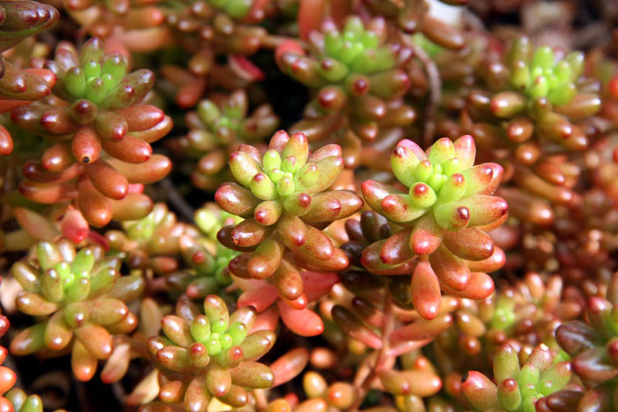 Sedum Plants (stonecrop) | Growing, planting and care tips