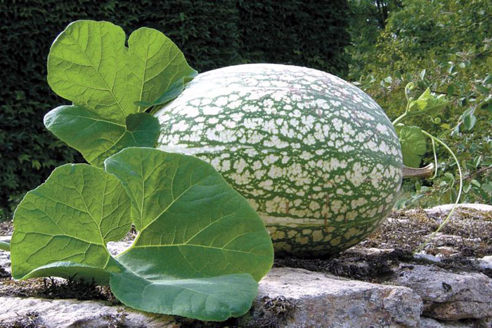 figleaf gourd when to pick up