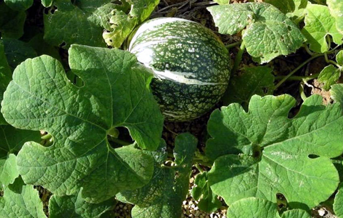 Cucurbita ficifolia