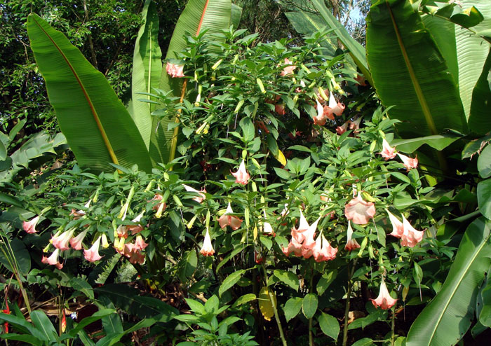 Brugmansia shrub