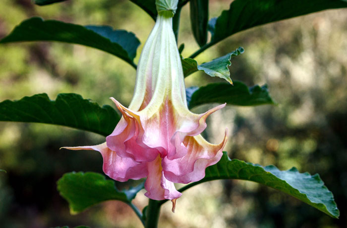 Brugmansia suaveolens