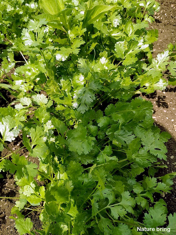 Chinese parsley | Coriander and Cilantro