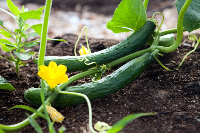 cucumis sativus