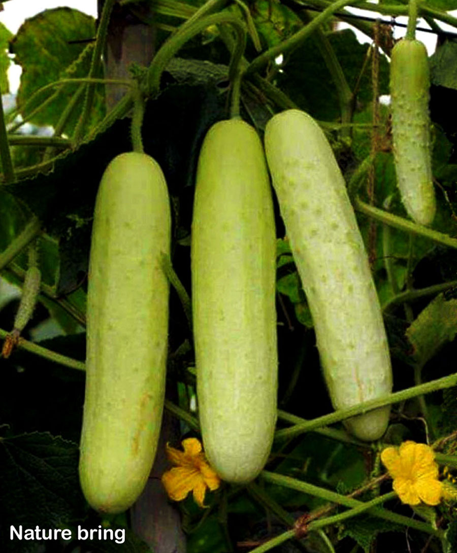 growing cucumbers