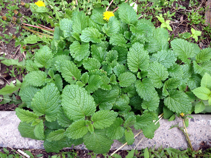 Bee herb plant