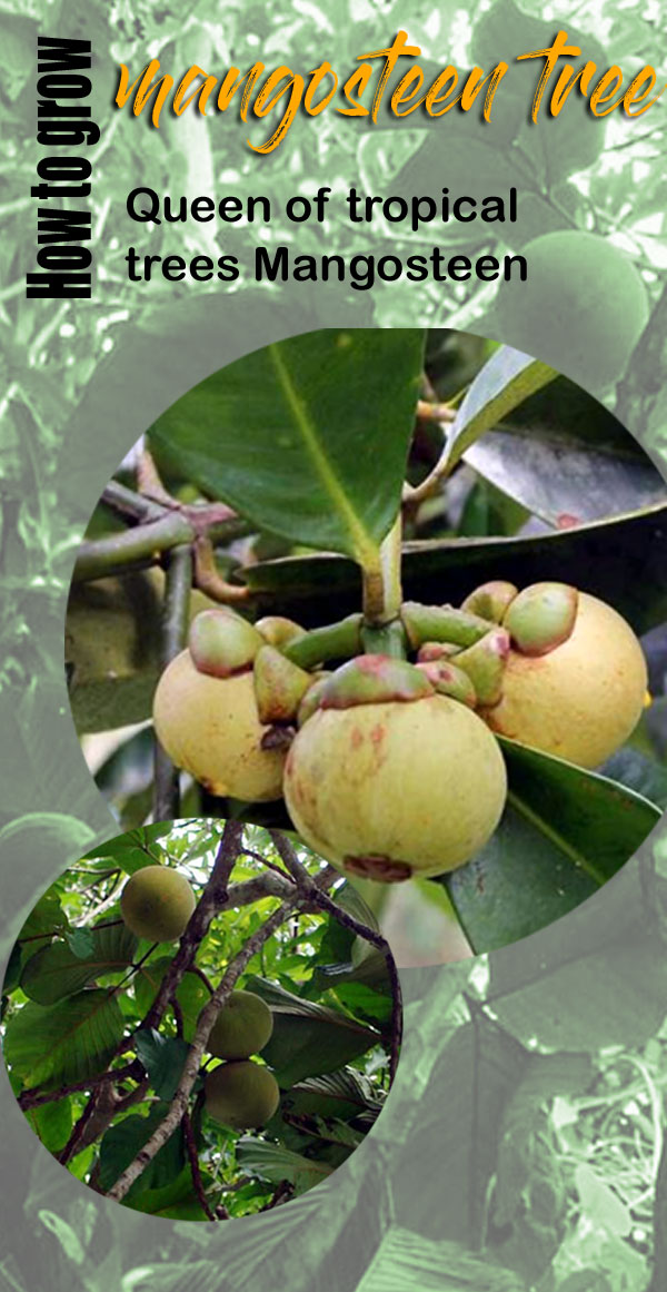 Mangosteen trees | garcinia mangostana