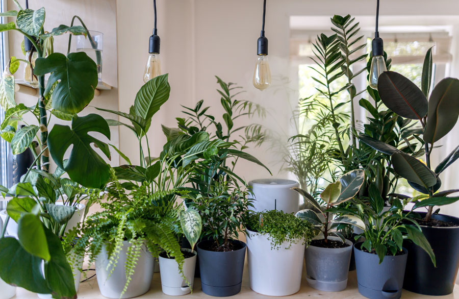 8 ways to bring nature into your city homes | Bring nature indoors