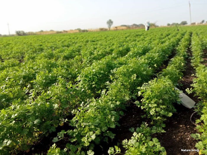 Growing Coriander