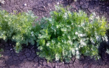 Coriander Cilantro