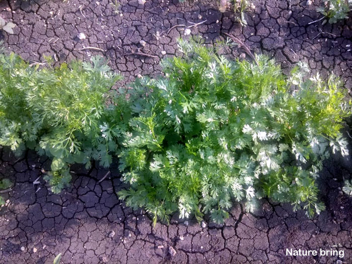 How to grow Coriander in pots | Growing Cilantro (Dhania) in India