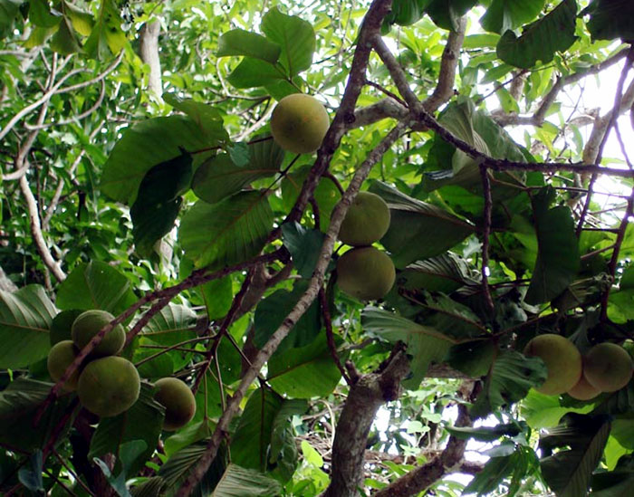 mangosteen trees