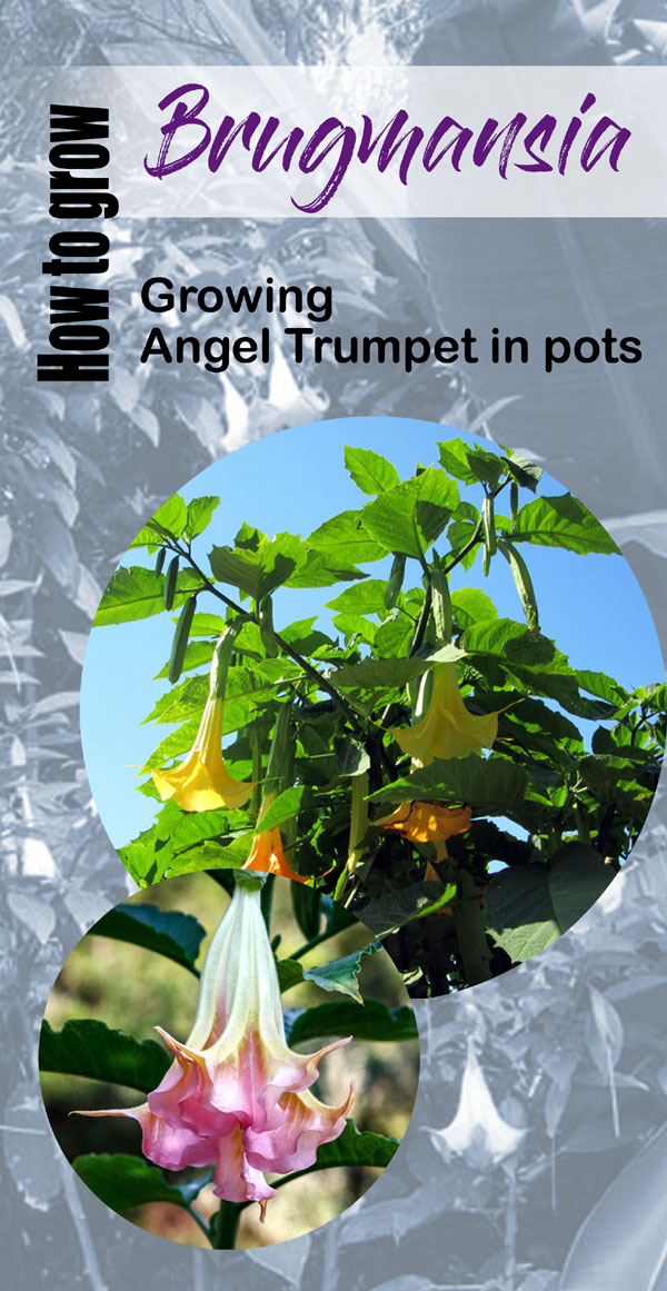 Brugmansia shrub