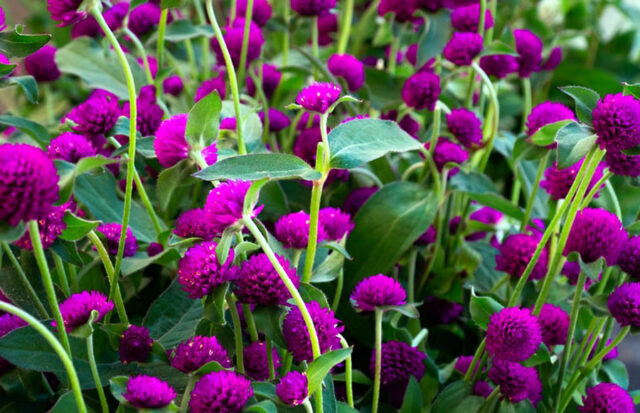 How to grow Gomphrena Plant | Growing Globe amaranth - Naturebring