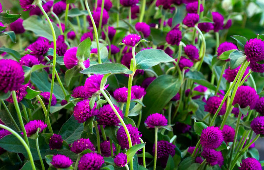 Gomphrena Plant | Globe amaranth