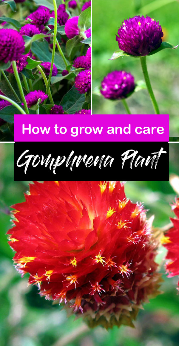 Gomphrena Plant | Globe amaranth