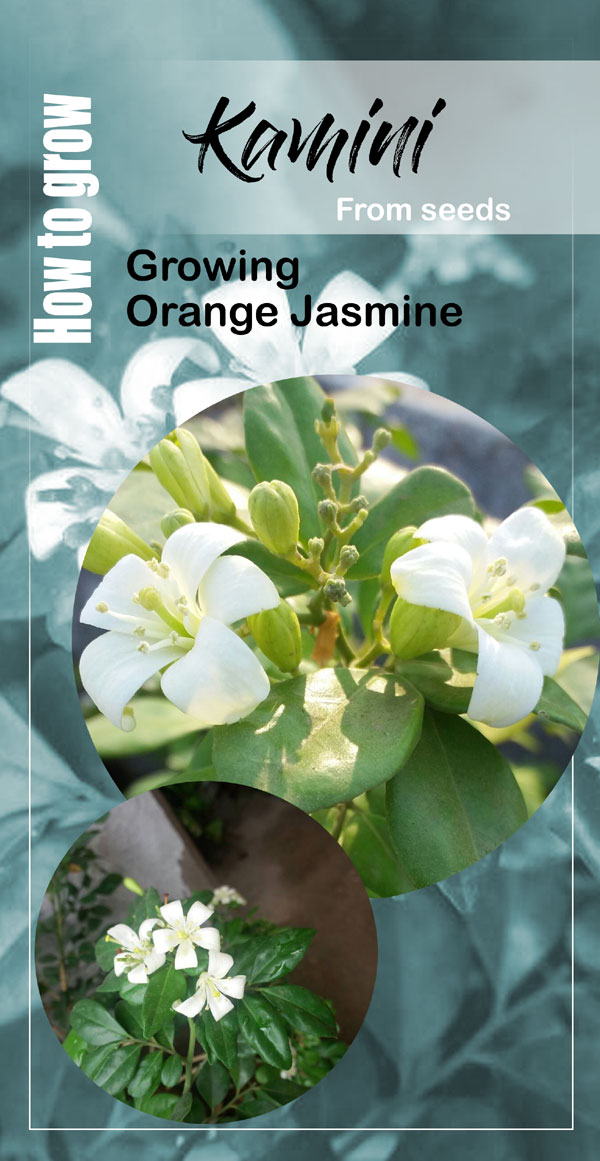 Growing Orange Jasmine