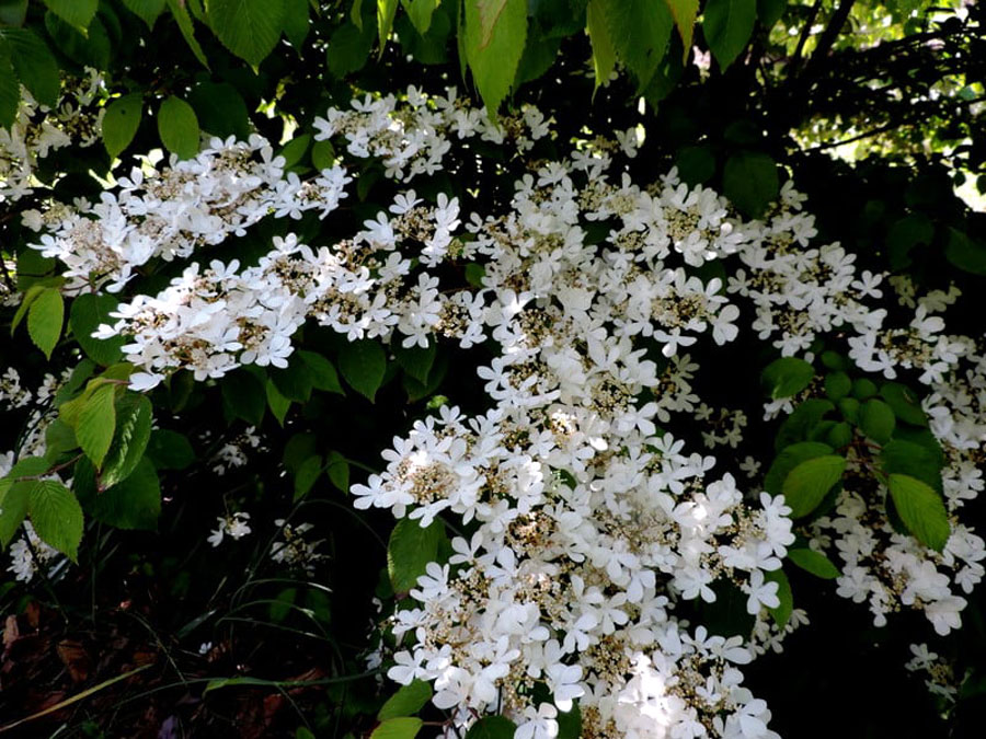 Viburnum Shrubs (Viburnum opulus)