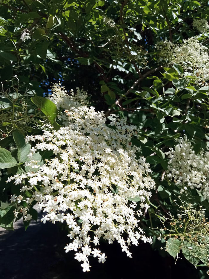 viburnum opulus | guelder rose