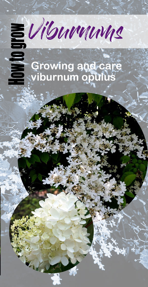 Growing Viburnum Shrubs | arrowwood viburnum 