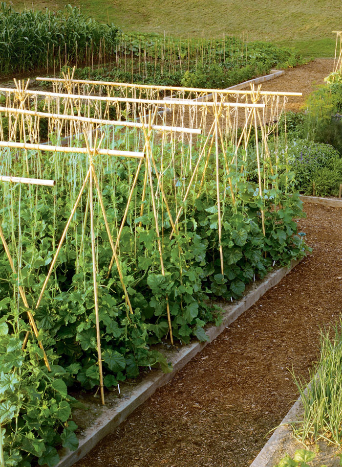 DIY Trellis