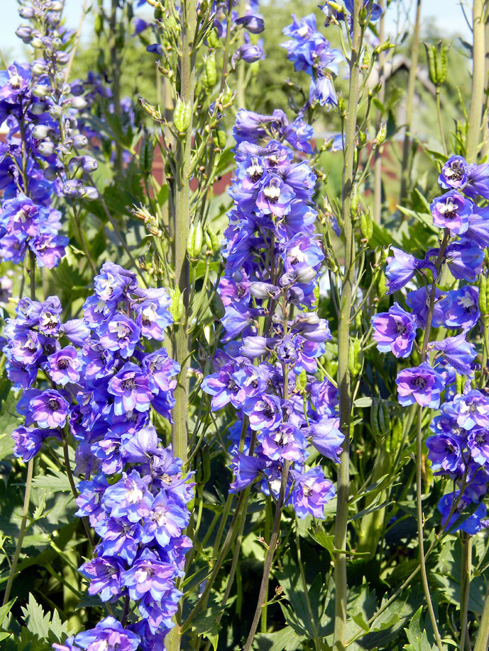 perennial larkspur