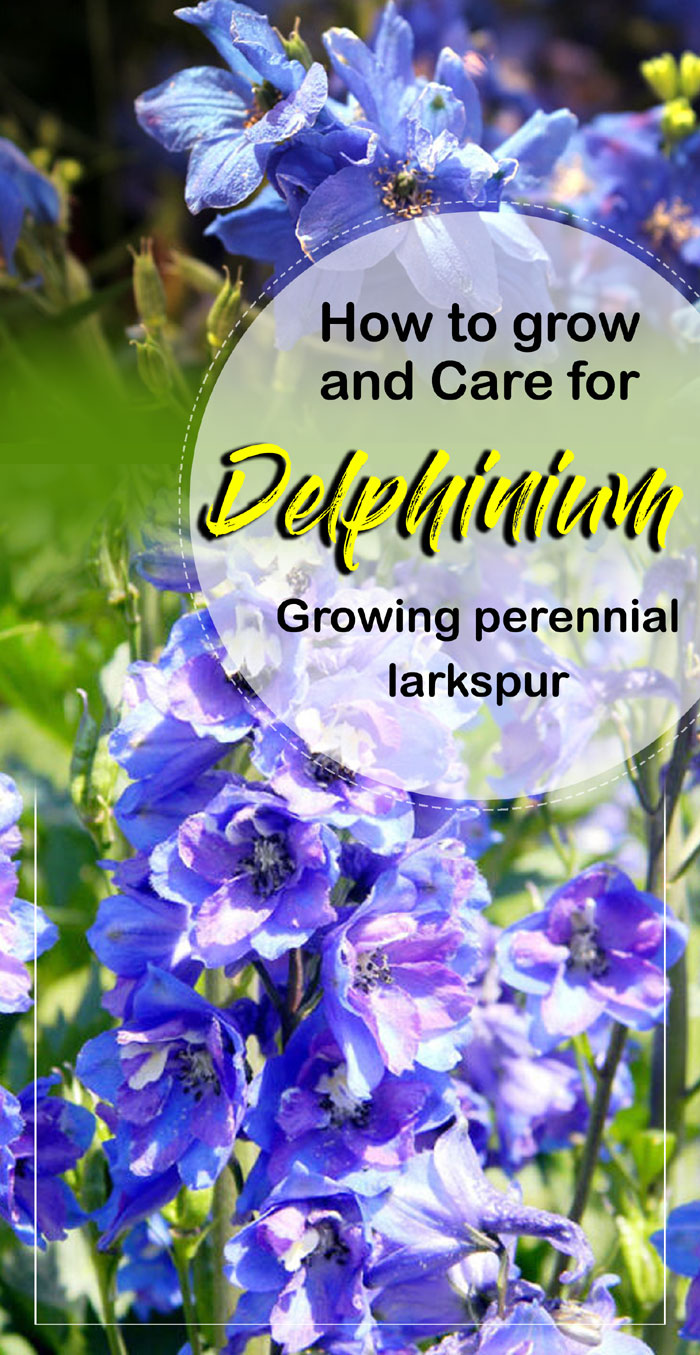 Delphinium plants