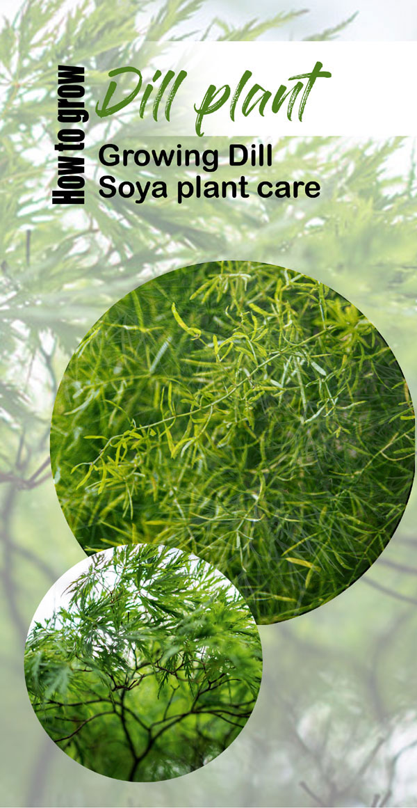 Growing Dill | Soya plant