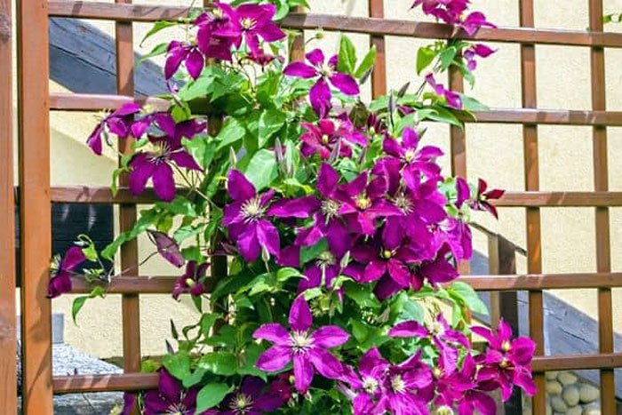 DIY Garden Trellis Ideas