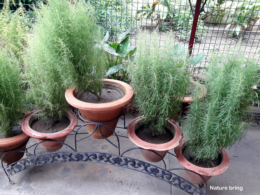 Growing Kochia Scoparia (burning bush)