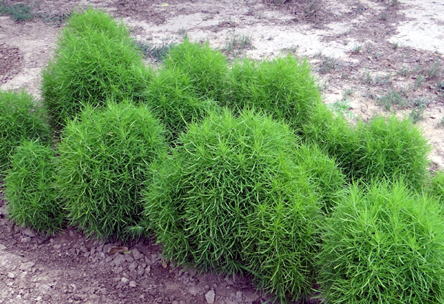 How to grow Kochia plant | Growing Kochia Scoparia (burning bush)