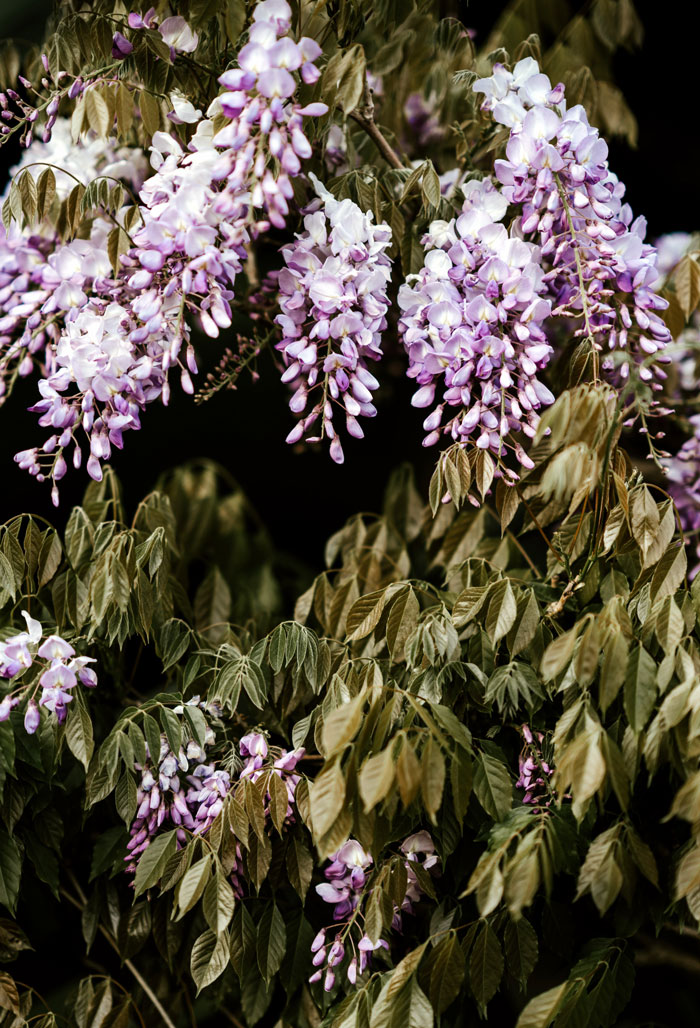 Wisteria Plants