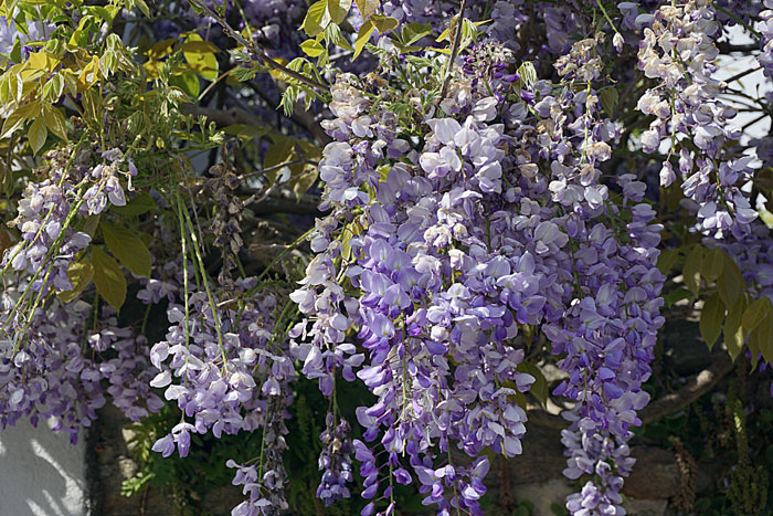 Growing Wisteria vine