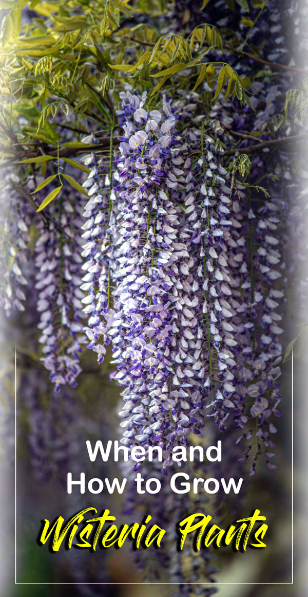 Growing Wisteria vine