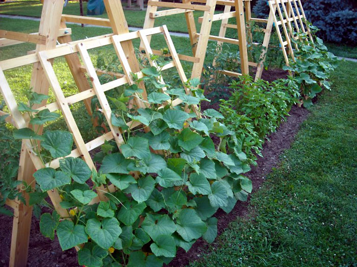 DIY Garden Trellis Ideas