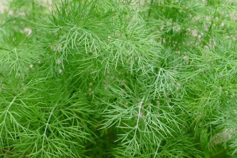 How to grow Dill plant | Growing Dill | Soya plant care